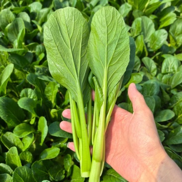 精品广东菜心,迟菜心,菜苔,产地大量供应常年有货