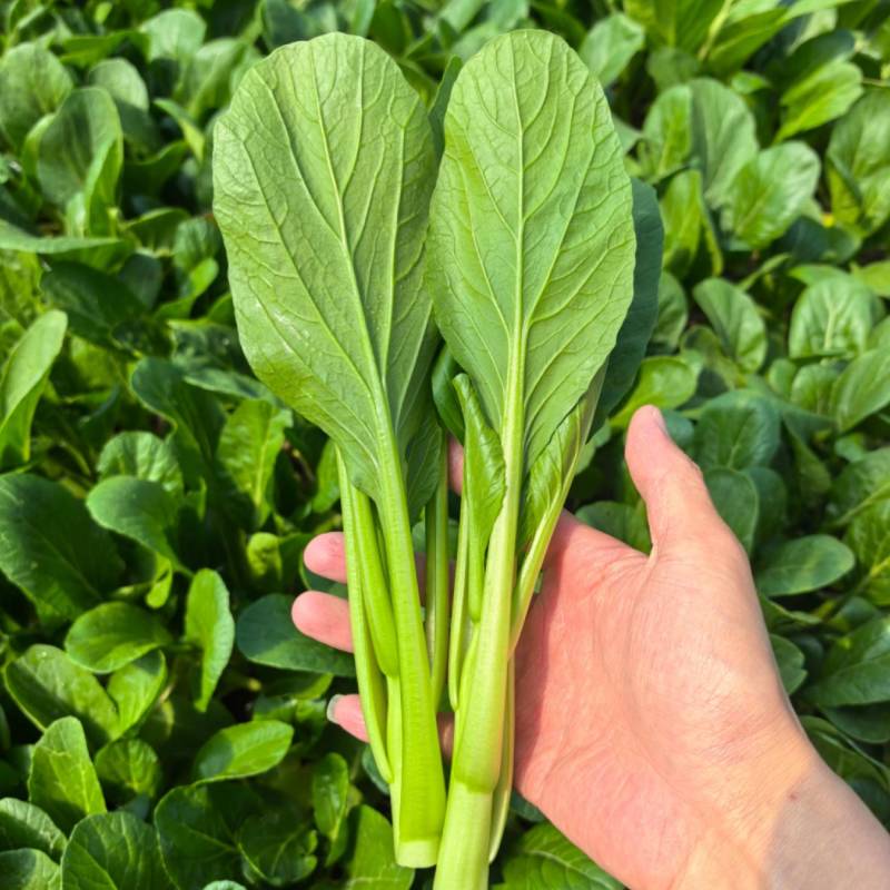 精品广东菜心，迟菜心，菜苔，产地大量供应常年有货