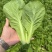 精品快菜/毛白菜产地常年供应代收代发量大价格便宜