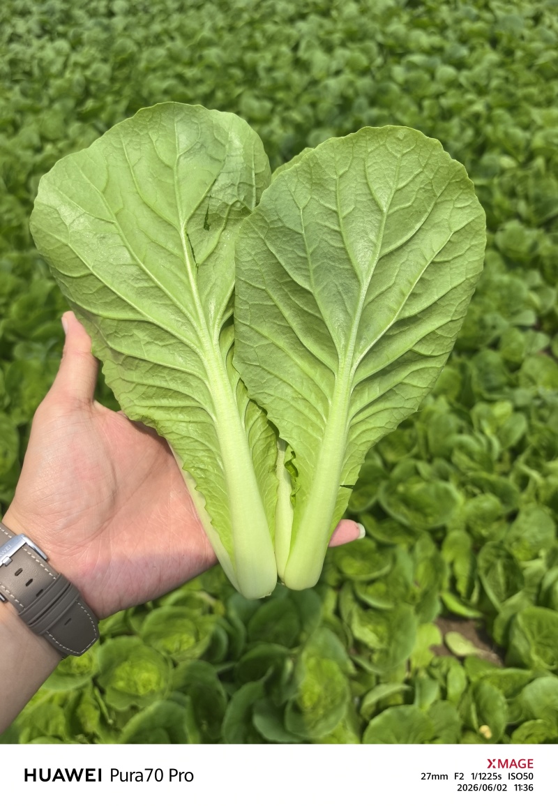 精品快菜/毛白菜产地常年供应代收代发量大价格便宜