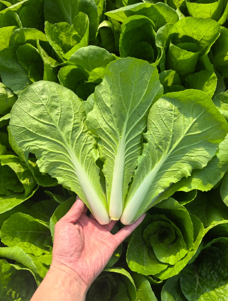 精品快菜/毛白菜产地常年供应代收代发量大价格便宜