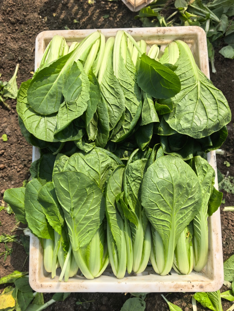 精品快菜/毛白菜产地常年供应代收代发量大价格便宜