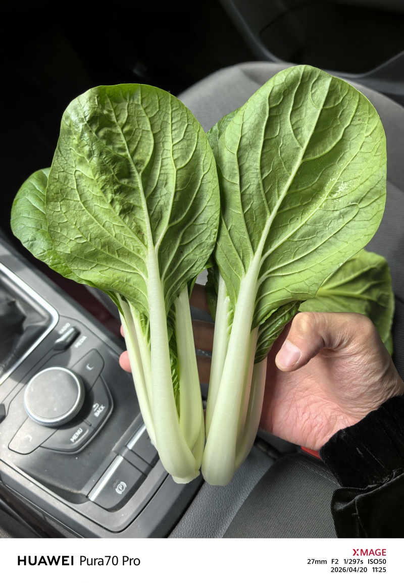 广东精品黑叶菜，现摘现发，冷库保存，品质保证，生鲜商超专