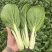 广东精品黑叶菜,现摘现发,冷库保存,品质保证,生鲜商超专
