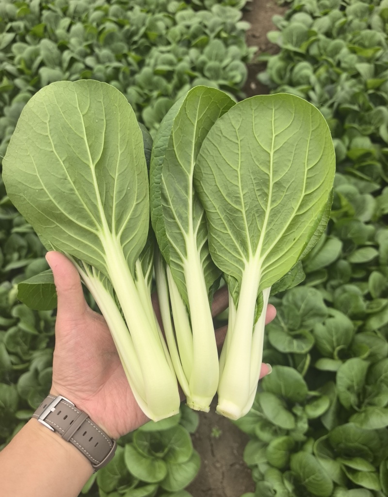 广东精品黑叶菜，现摘现发，冷库保存，品质保证，生鲜商超专