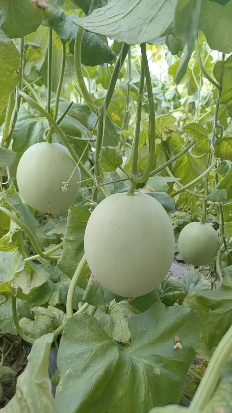 玉菇冰激凌甜瓜，产地直销货源充足，全国发货