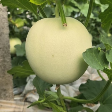 玉菇冰激凌甜瓜,产地直销货源充足,全国发货