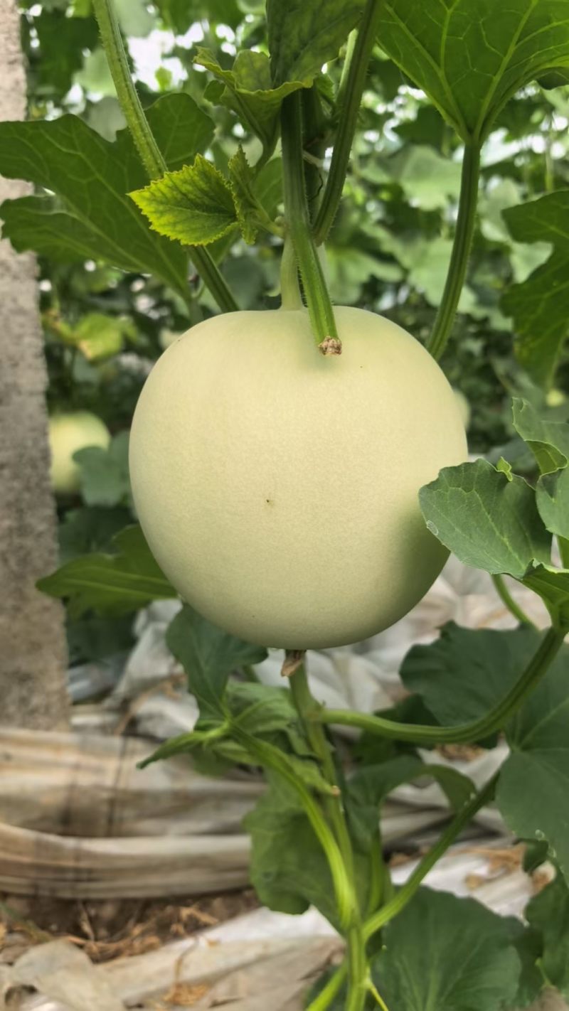 玉菇冰激凌甜瓜，产地直销货源充足，全国发货
