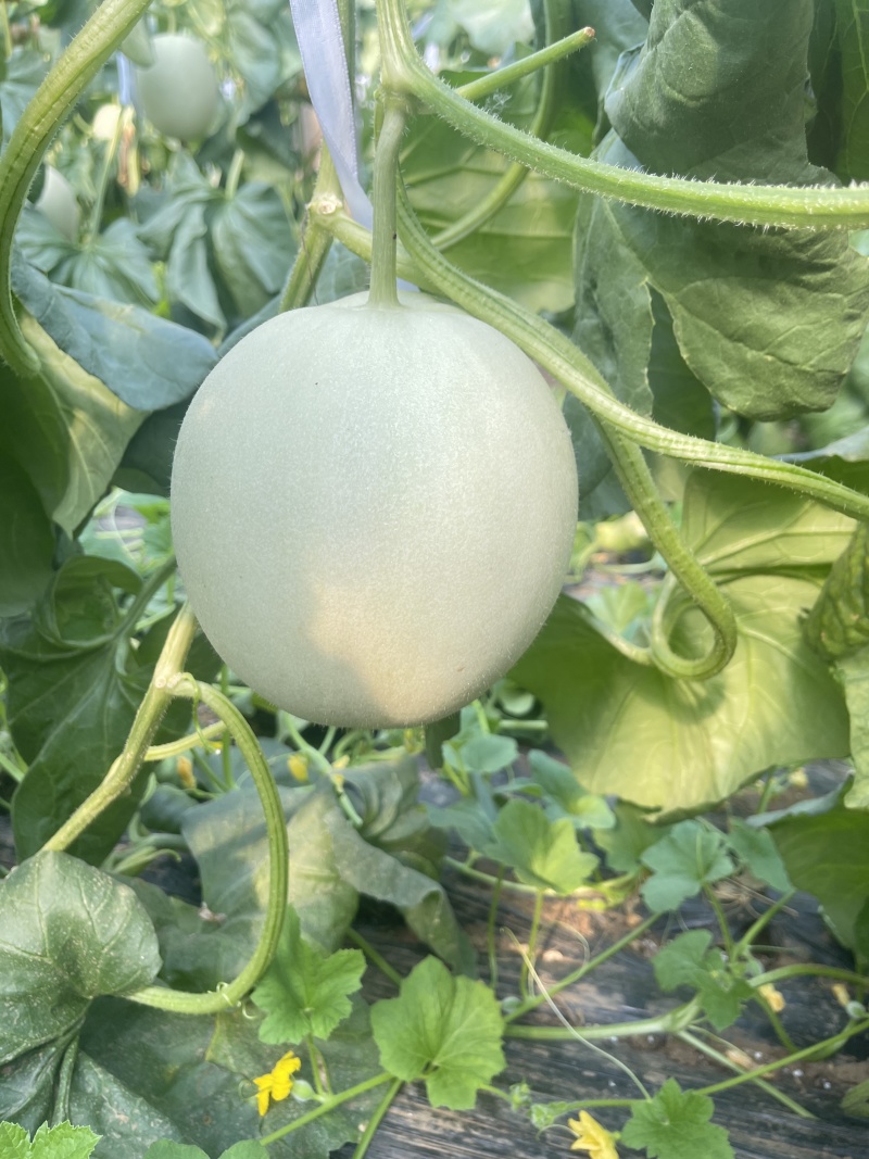 玉菇冰激凌甜瓜，产地直销货源充足，全国发货