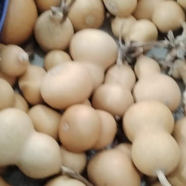 小美国葫芦