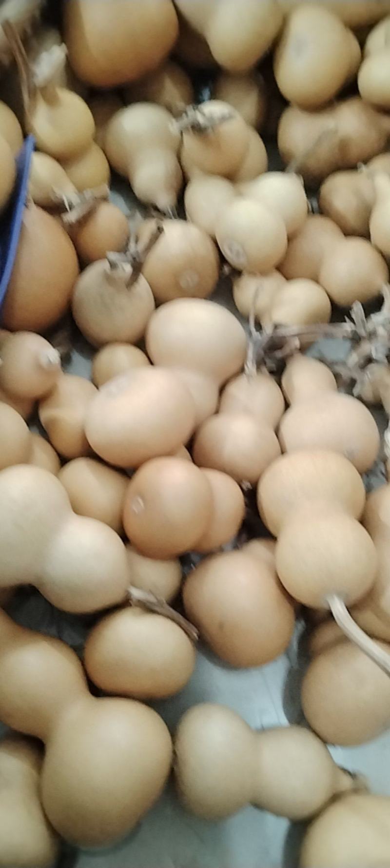小美国葫芦