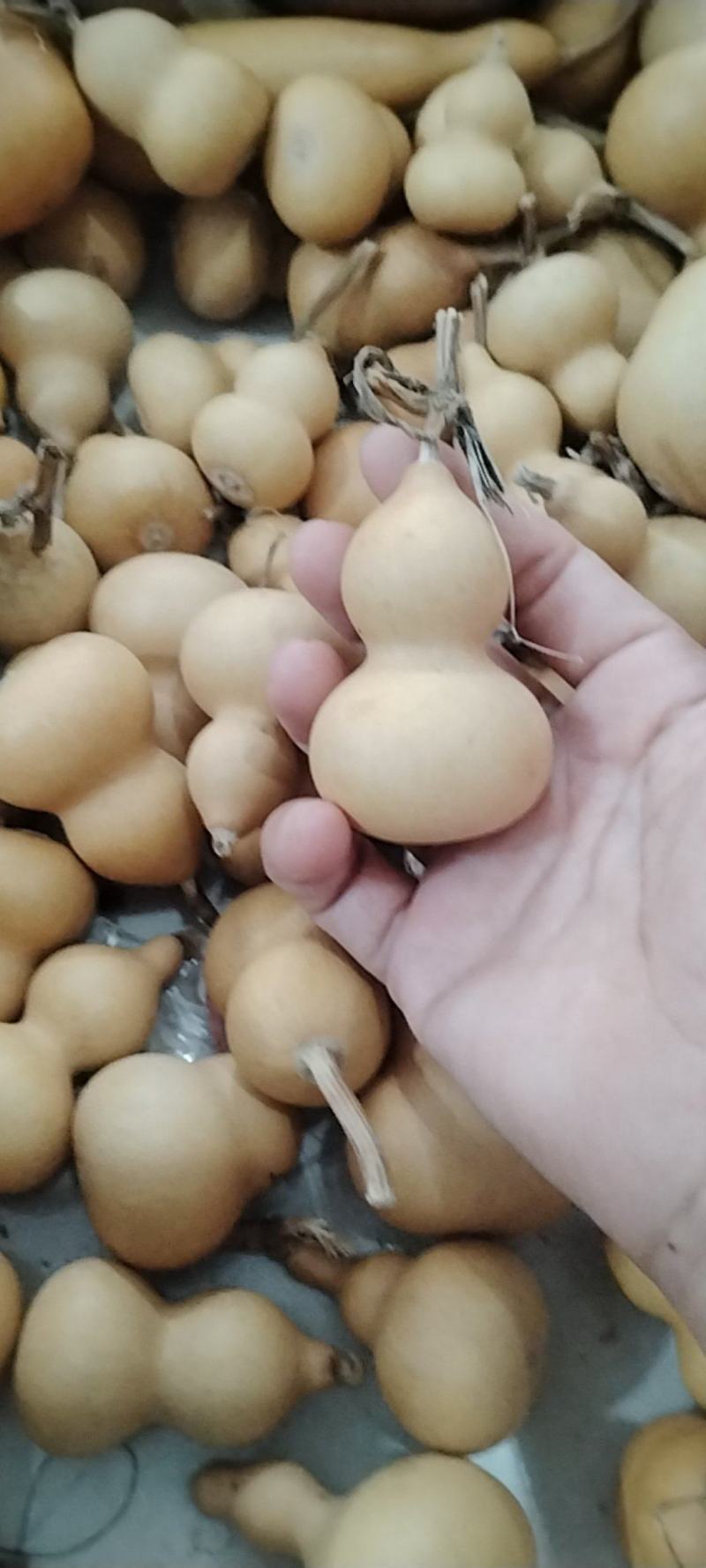 小美国葫芦