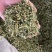 大量供应欧芹水洗烘干欧芹茎，打粉用，饲料用欧芹茎，下脚料