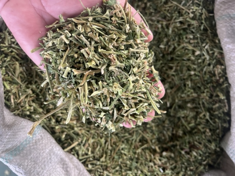 大量供应欧芹水洗烘干欧芹茎，打粉用，饲料用欧芹茎，下脚料