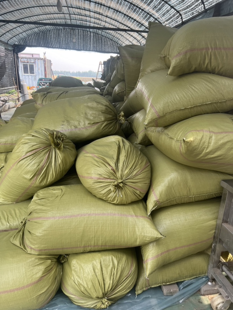 大量供应欧芹水洗烘干欧芹茎，打粉用，饲料用欧芹茎，下脚料