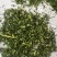 大量供应欧芹水洗烘干欧芹茎，打粉用，饲料用欧芹茎，下脚料