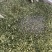 大量供应欧芹水洗烘干欧芹茎，打粉用，饲料用欧芹茎，下脚料