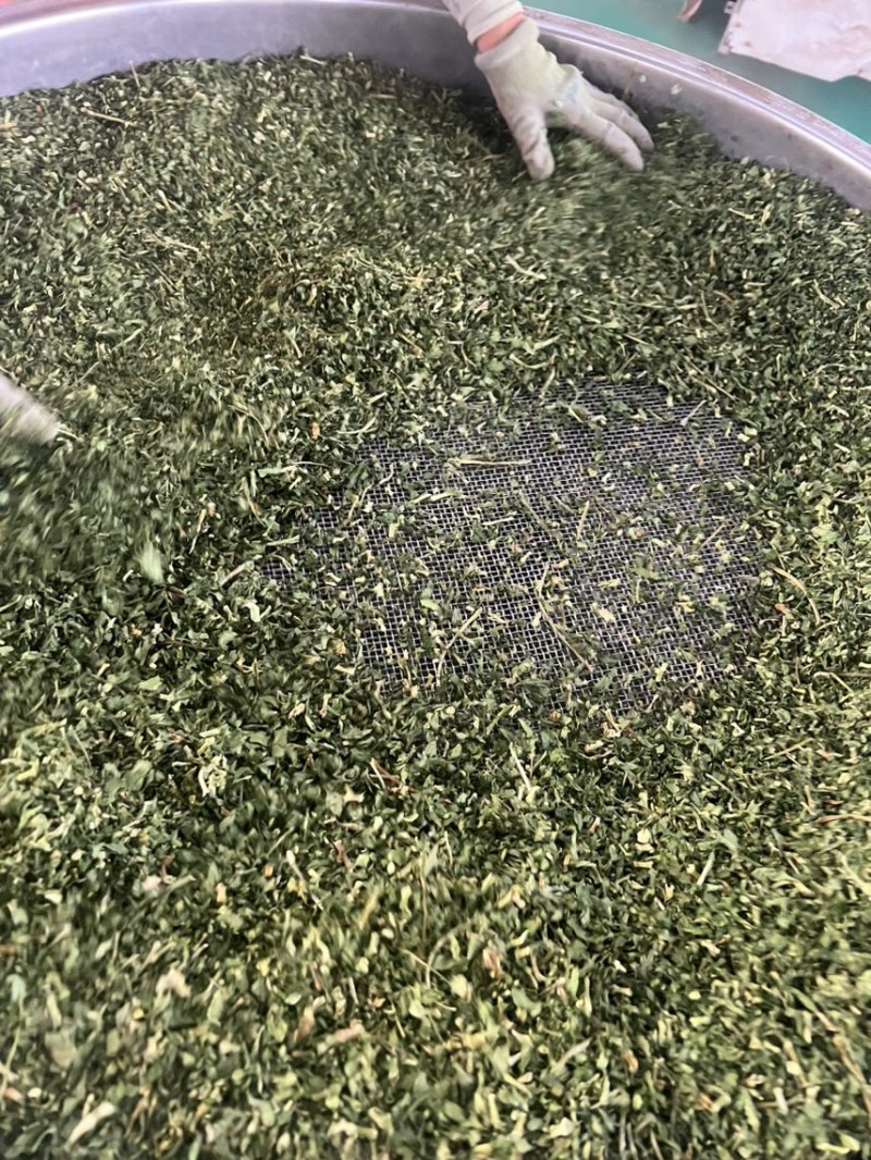 大量供应欧芹水洗烘干欧芹茎，打粉用，饲料用欧芹茎，下脚料