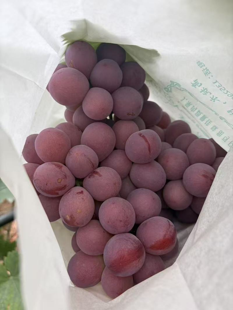 云南红提
