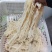 白千层丝，火锅食材批发，全国冷物链发货，货源充足稳定！