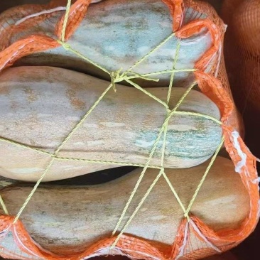 广东密本南瓜，货源充足，产地直发，常年供应电商食堂市场