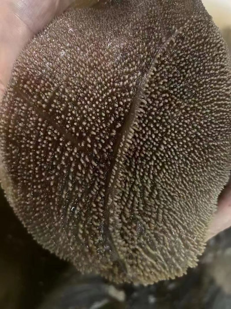 大叶片，全国冷物链发货，一手货源，货源稳定充足！
