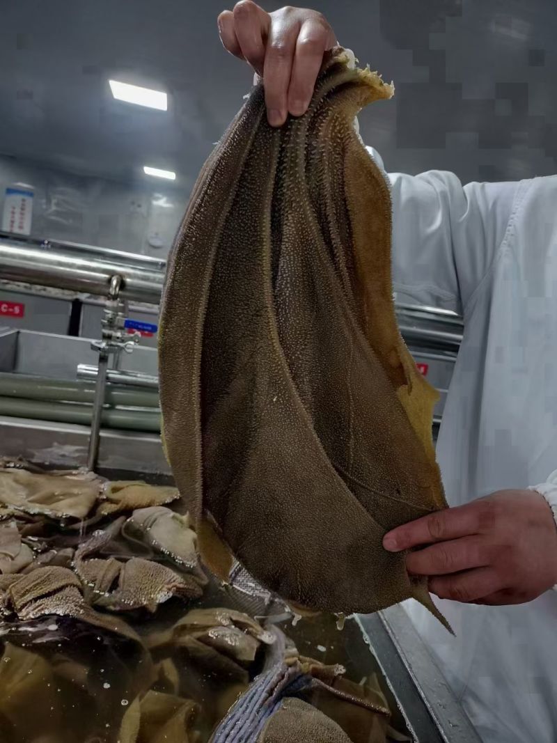 大叶片，全国冷物链发货，一手货源，货源稳定充足！