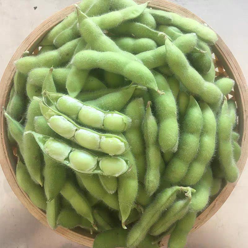 毛豆大量上市中可供各大市场商超及工厂保质保量