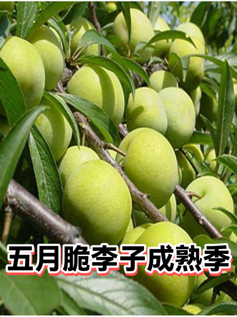 味帝五月脆澳洲红八宝丹产地批发货源充足量大从优