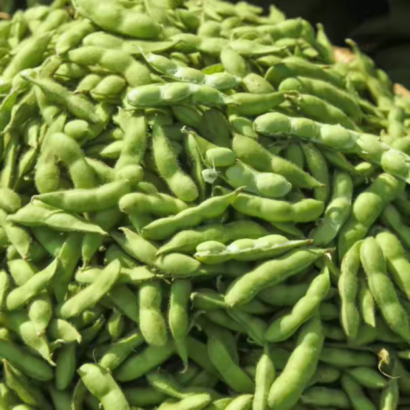 毛豆大量上市中可供各大市场商超及工厂保质保量