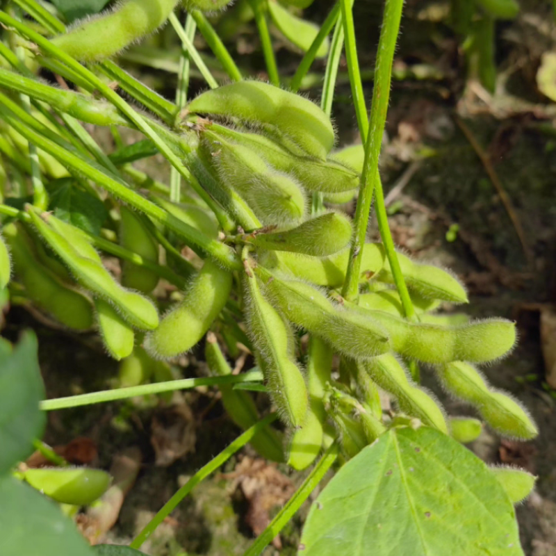 毛豆大量上市中可供各大市场商超及工厂保质保量