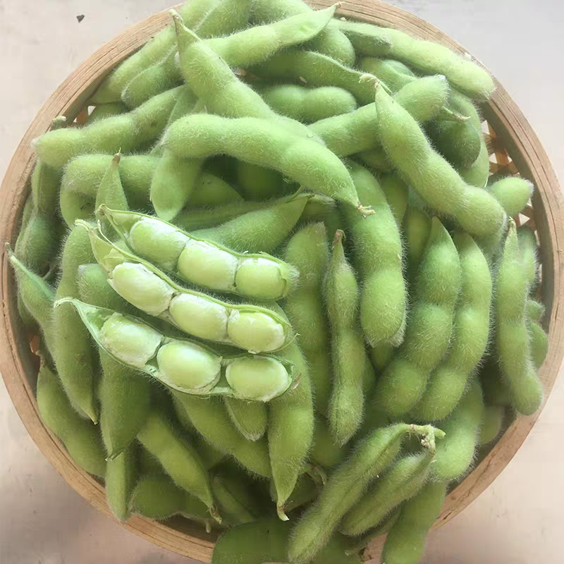 毛豆大量上市中可供各大市场商超及工厂保质保量