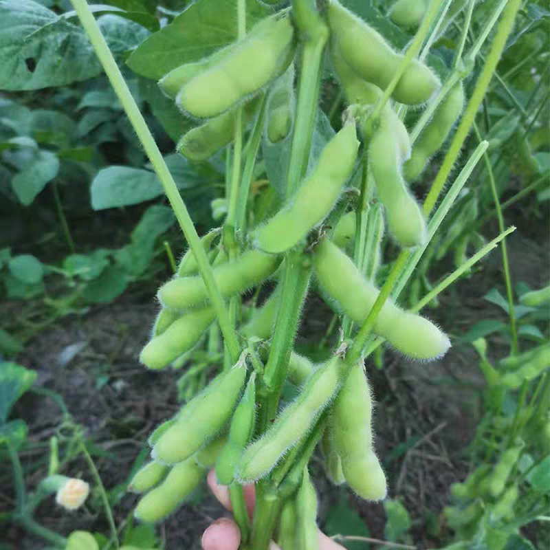 毛豆大量上市中可供各大市场商超及工厂保质保量