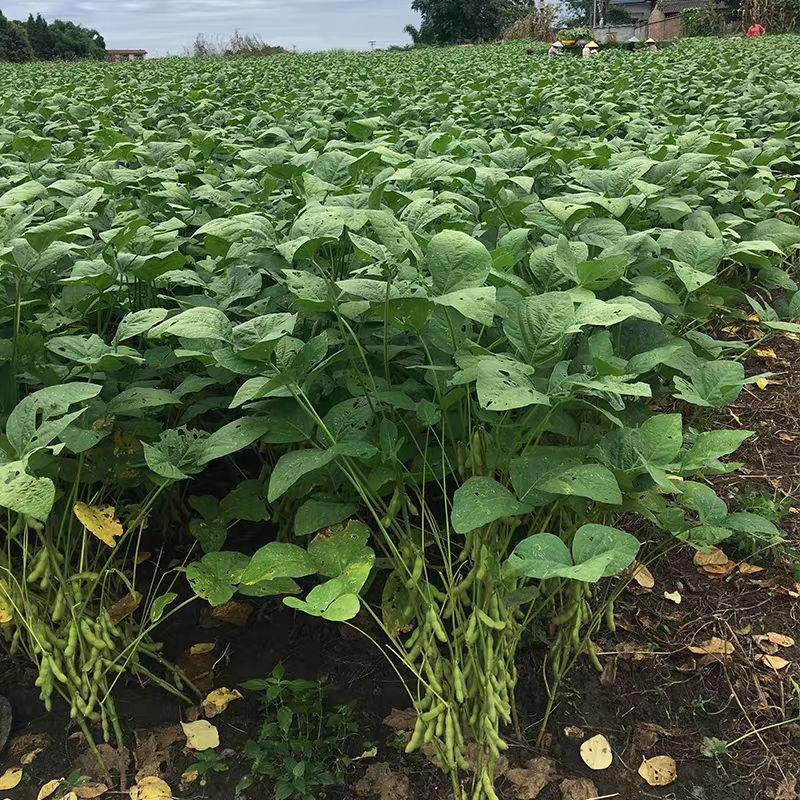 毛豆大量上市中可供各大市场商超及工厂保质保量