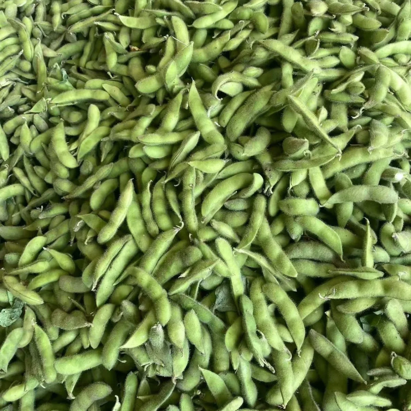 毛豆大量上市中可供各大市场商超及工厂保质保量