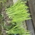 黄菖蒲黄花鸢尾