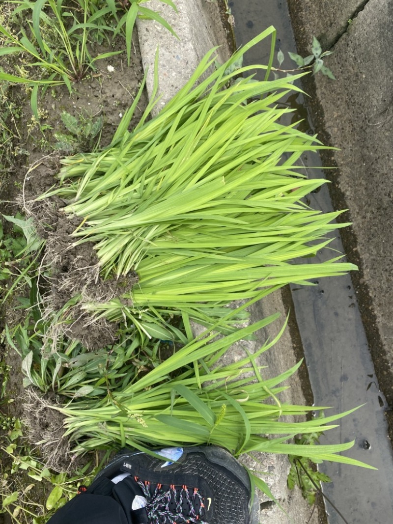 黄菖蒲黄花鸢尾