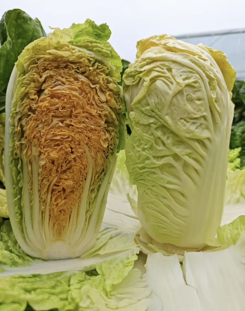 龙芽皇大白菜