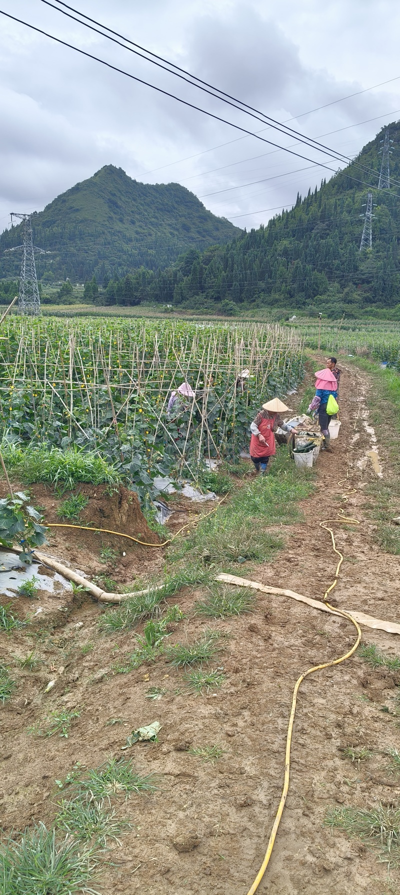 贵州基地黄瓜