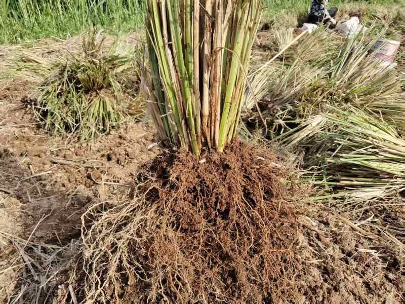 香根草苗和香根草根