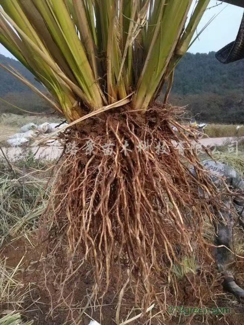 香根草苗和香根草根