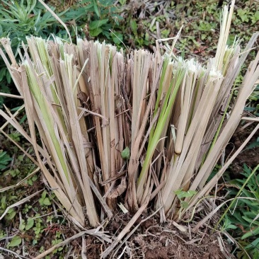 香根草苗和香根草根