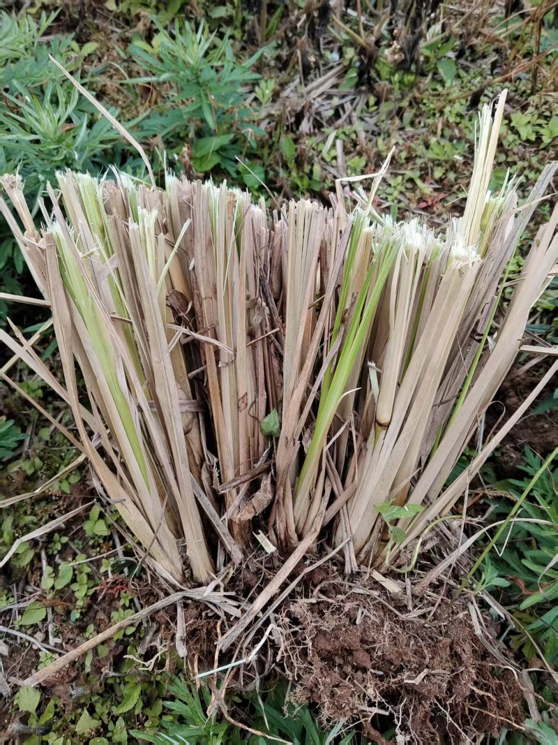 香根草苗和香根草根