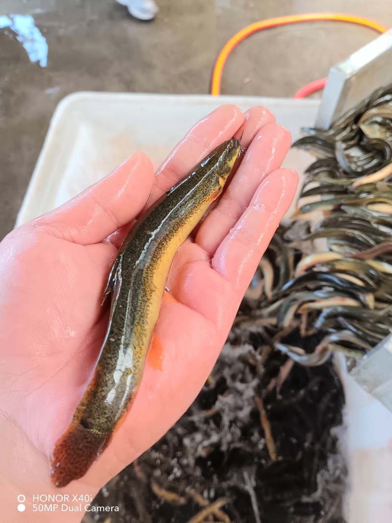 圆尾泥鳅稻田泥鳅土泥鳅软骨泥鳅规格齐全