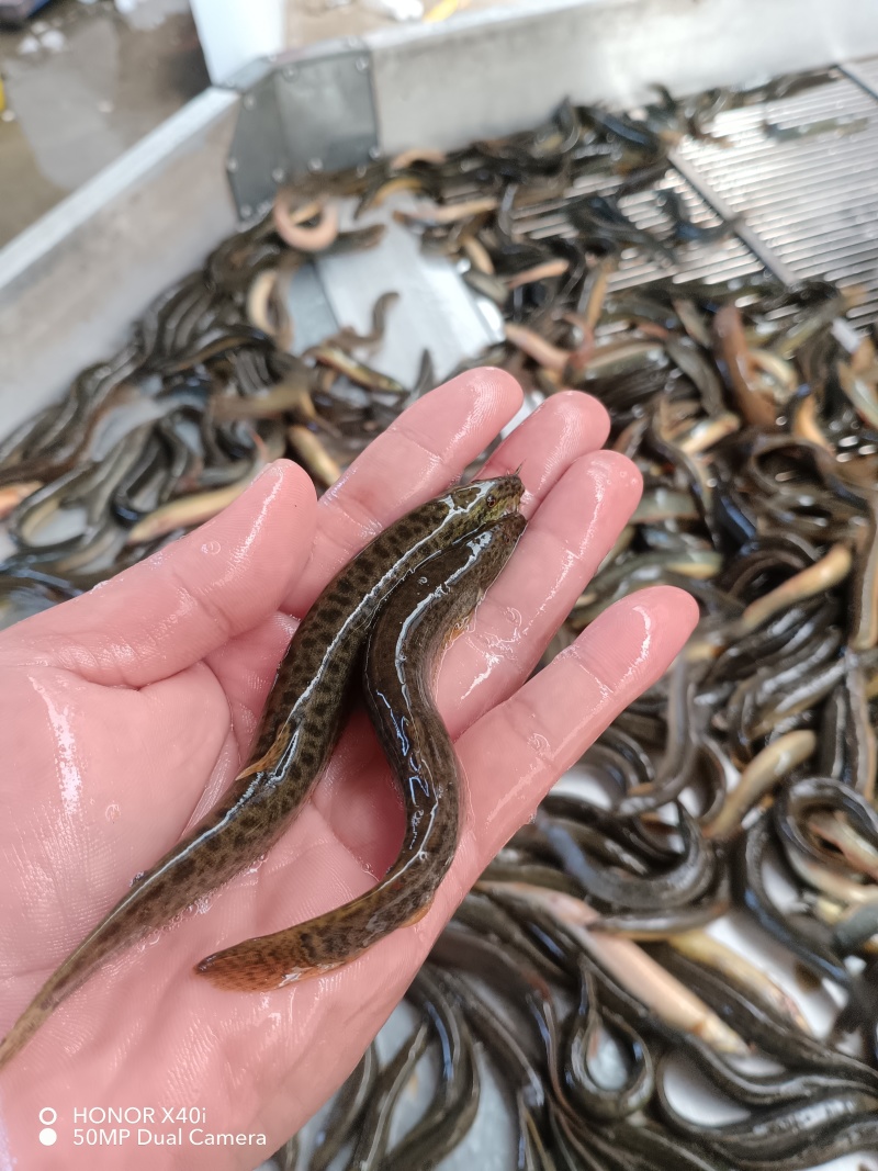 圆尾泥鳅稻田泥鳅土泥鳅软骨泥鳅规格齐全