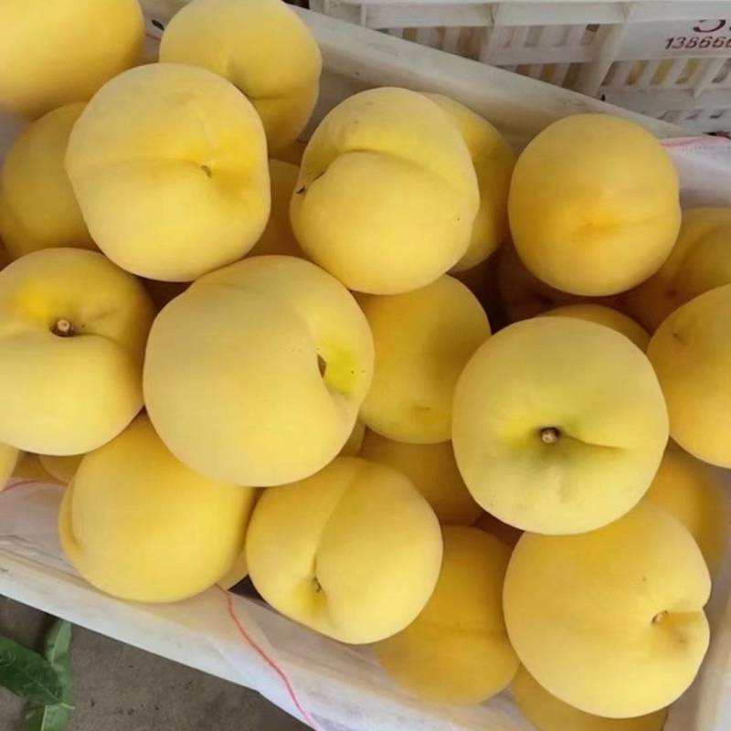 山东黄毛桃，黄油桃，大量上市现货，货源充足，全国发货