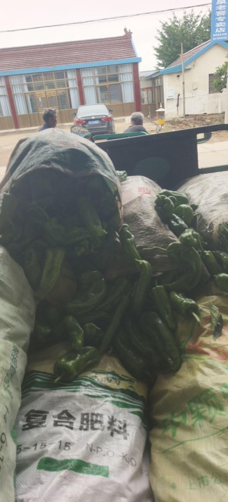 东台青椒大量供应