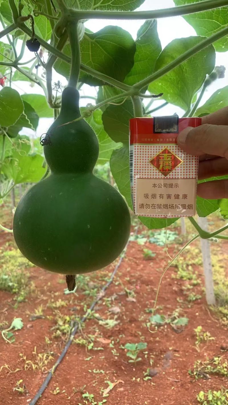 绿葫芦