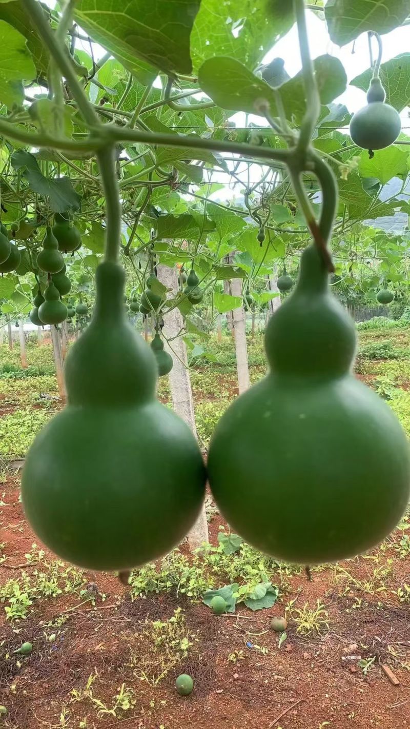 绿葫芦