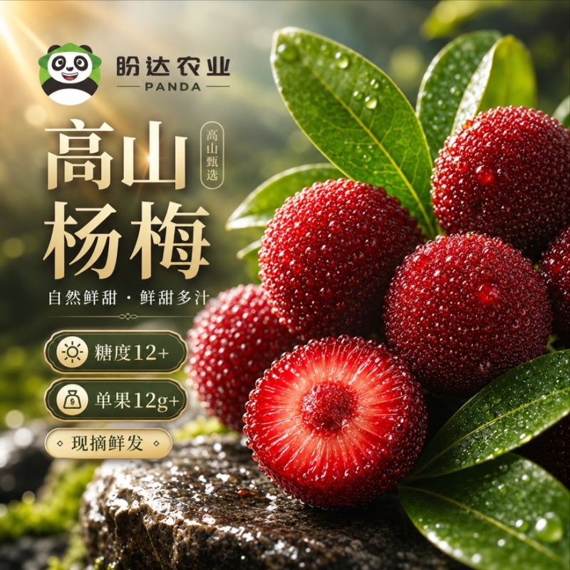彭州高山杨梅基地直发东魁超甜杨梅自然树熟